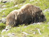 A real live Musk Ox, very rare to see one so close to the road.